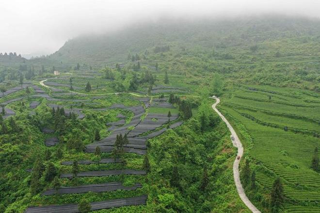 贵州电网公司为“梵净抹茶”香飘世界保驾护航(图1)